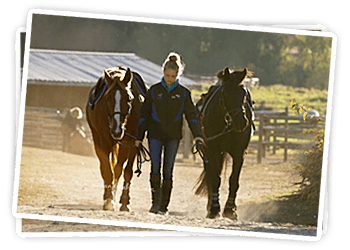Topeline Stables and Show Park